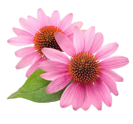 echinacea