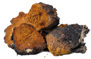 chaga