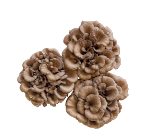 maitake