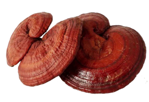 reishi