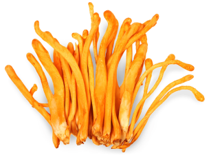 Cordyceps