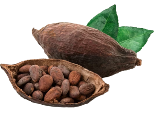 cacao