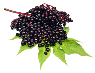 Elderberry