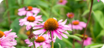 pink flowers